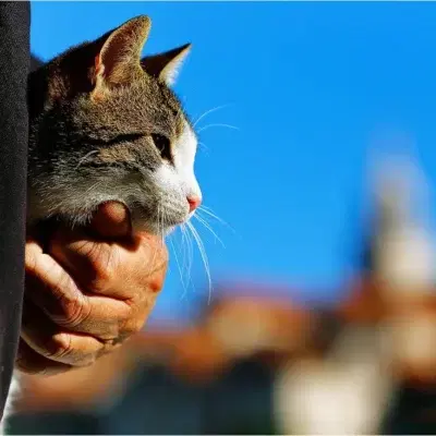 Cover Image for (ПРОДОЛЖЕНИЕ) ФЕНИКС И ПРЕРЕДОТ НА СТАОРЦИТЕ: Предизборна политичка зоо – новела за мачорот Феникс што не беше обичен мачор, роден во метрополата под Водно и неговиот другар, гласачот Трајан…