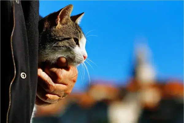 Cover Image for (ПРОДОЛЖЕНИЕ) ФЕНИКС И ПРЕРЕДОТ НА СТАОРЦИТЕ: Предизборна политичка зоо – новела за мачорот Феникс што не беше обичен мачор, роден во метрополата под Водно и неговиот другар, гласачот Трајан…