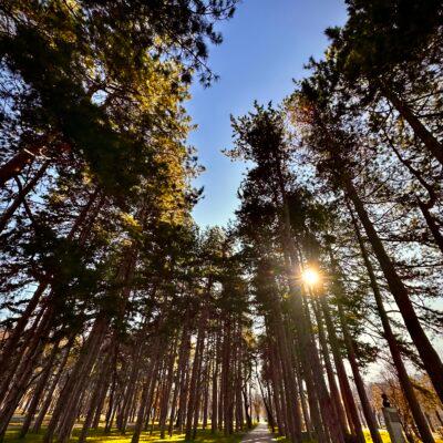 Cover Image for Јануари ме праша: „Што планираш?“