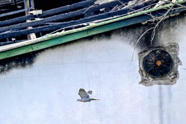 Cover Image for ВРЕМЕТО (НЕ) ЛЕЧИ СЕ‘. Премногу несреќи ја стрефија оваа мала земја, за да кажеме дека од нив нешто научивме